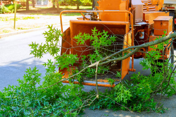 How Our Tree Care Process Works  in  Marmet, WV