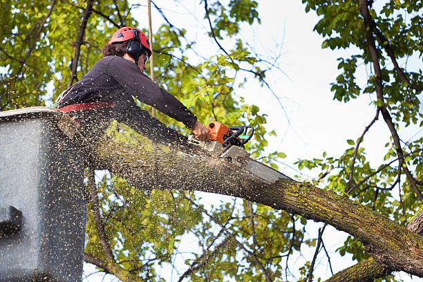 Professional Tree Services in Marmet, WV